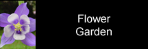 My flowers & flowering trees